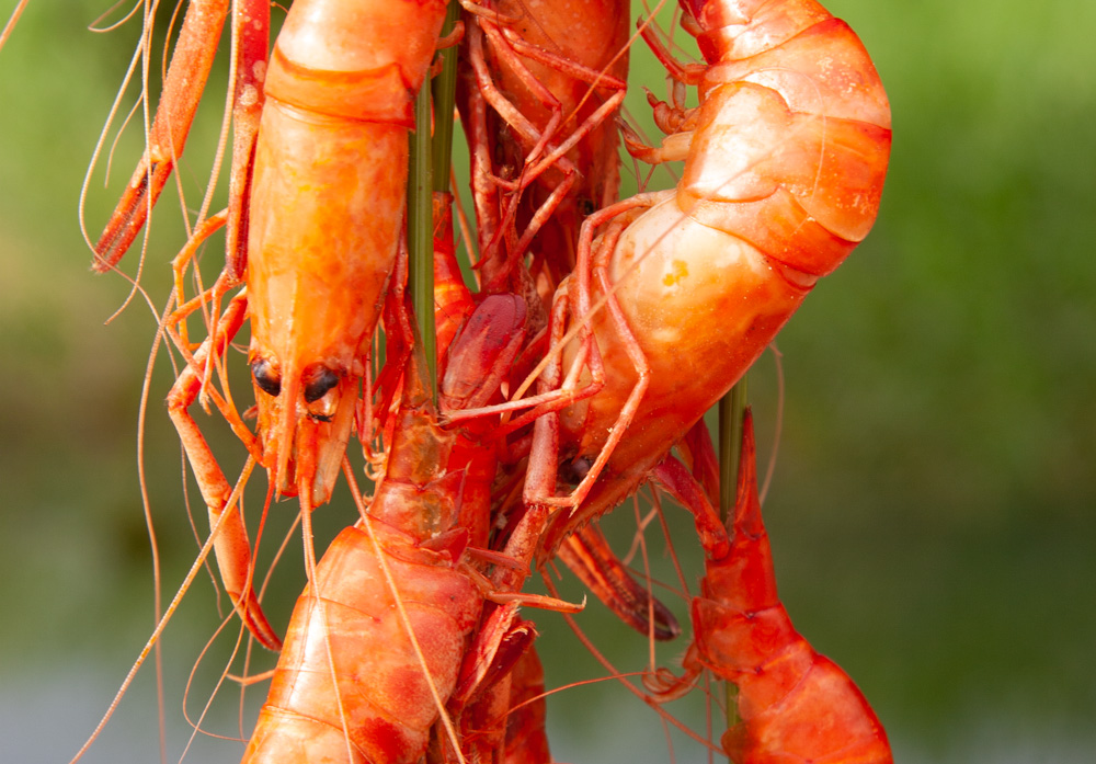 Shrimps in Angola